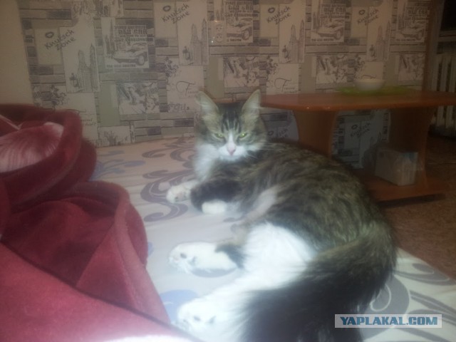 КотоВторник 26.04.2016