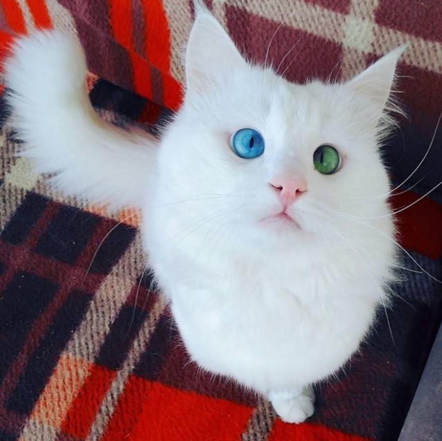 Коты из сети