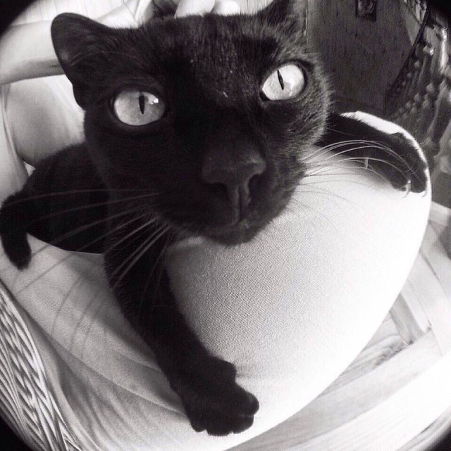 Коты из сети