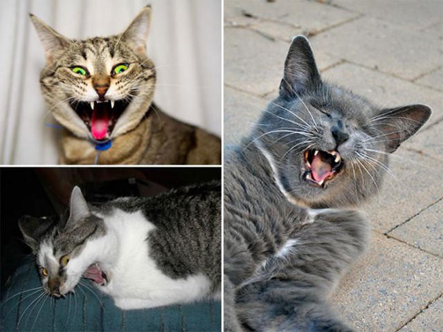 Коты и Кошки