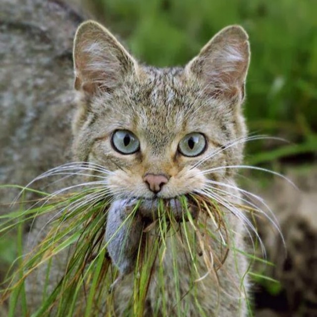 Коты и Кошки