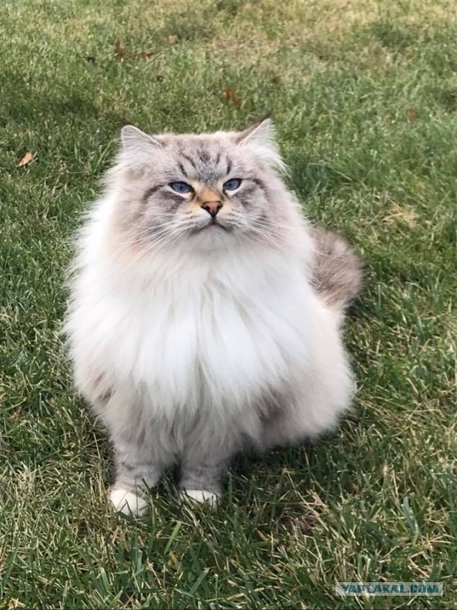 Котовторник 28.11.2017