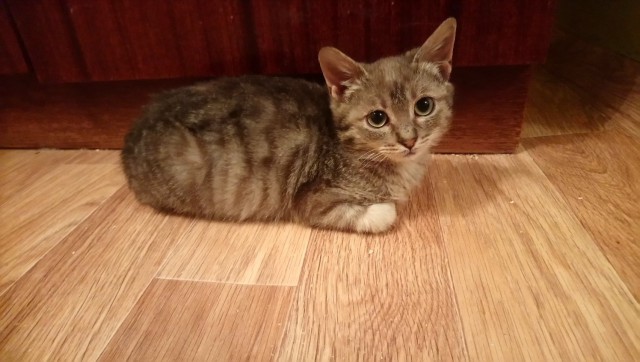 Прикольных котов пост