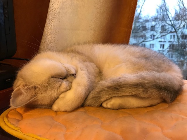 Котовторник 9.01.2018