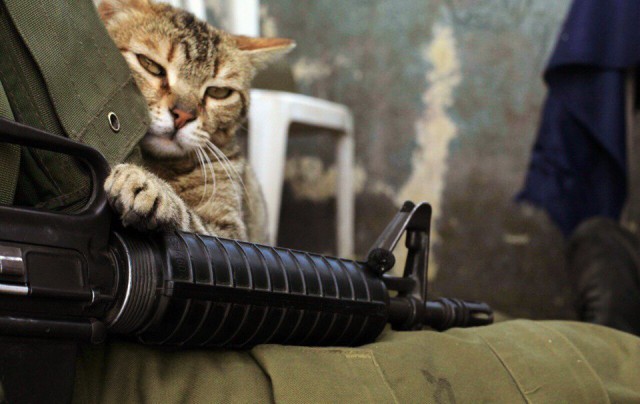 Картинок всяких