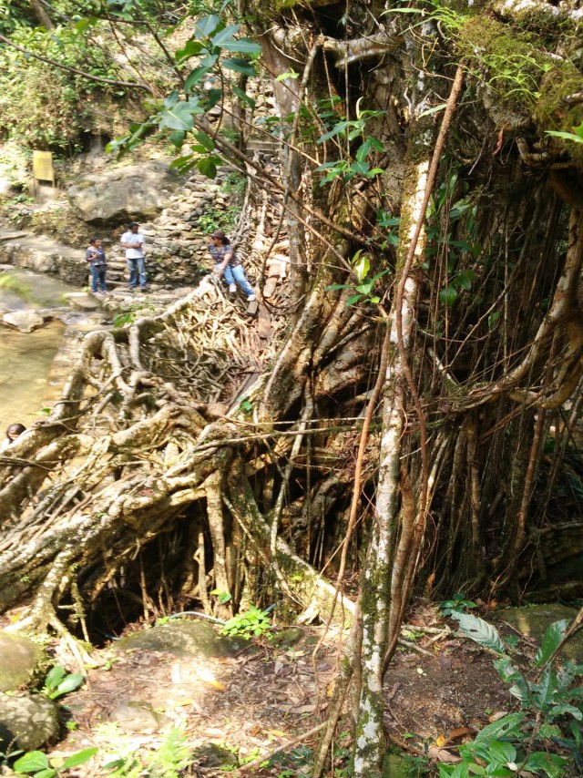 К живым мостам и обратно. Заметки из Индии