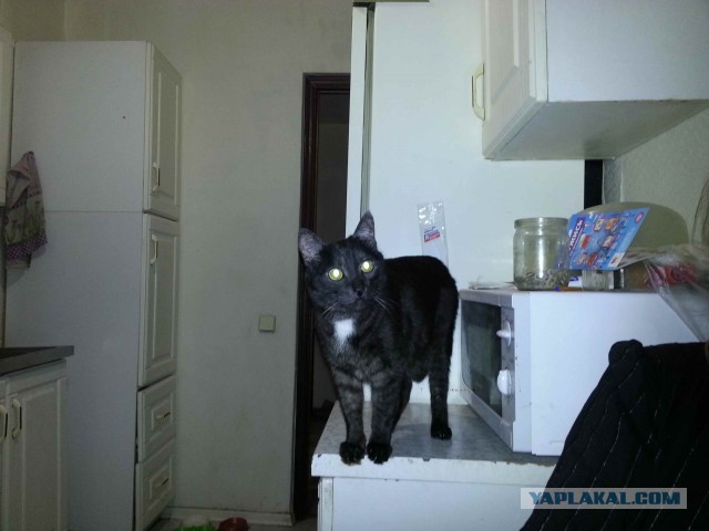 Котовторник 24.04.2018