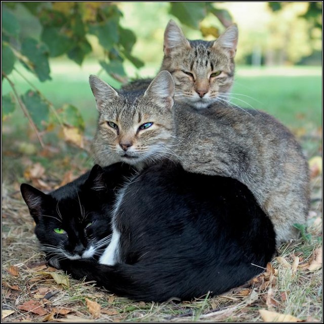 Прикольные коты на среду! ОЧЕНЬ МНОГО!