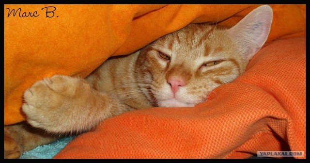 Рыжий котовторник на ЯПлакал!, Смотрим  и добавляем!