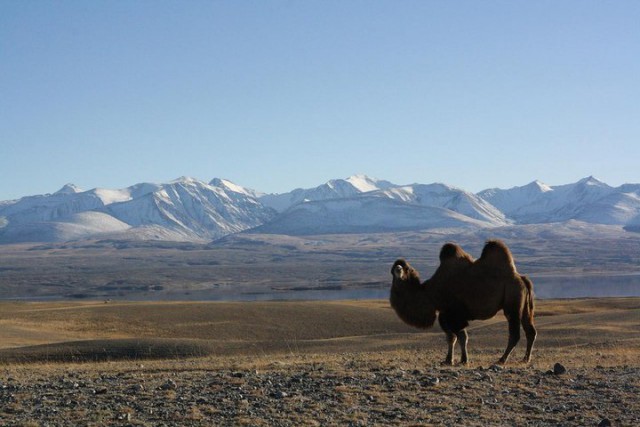 Почему монголы живут в юртах