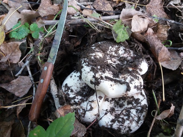 "Суровые" грибы Семипалатинска.
