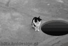 Котовторник. А как же?!