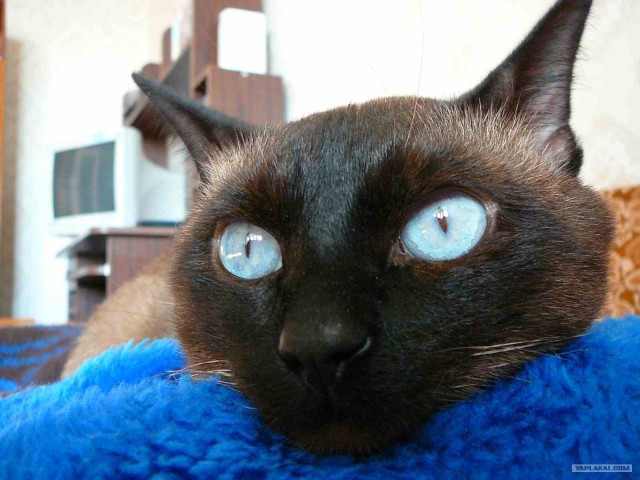 Котовторник с Максом