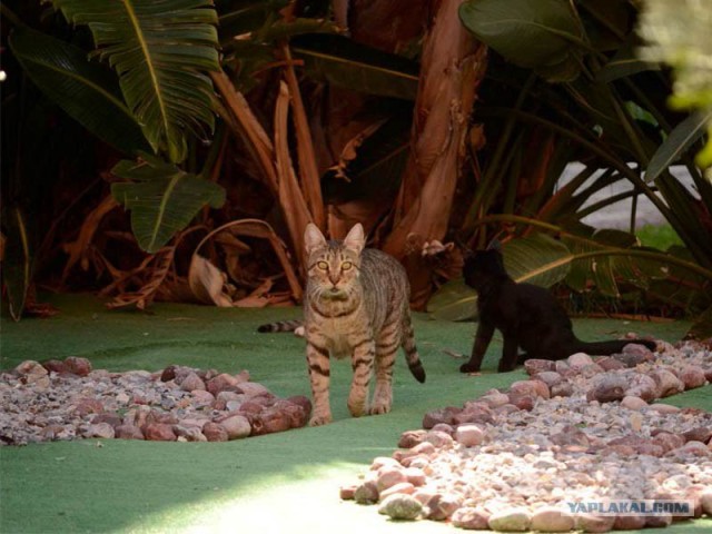 Котовторник так котовторник!