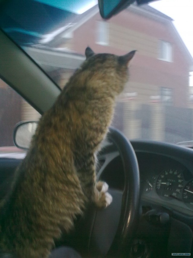 Котовторник (10.01.2012)