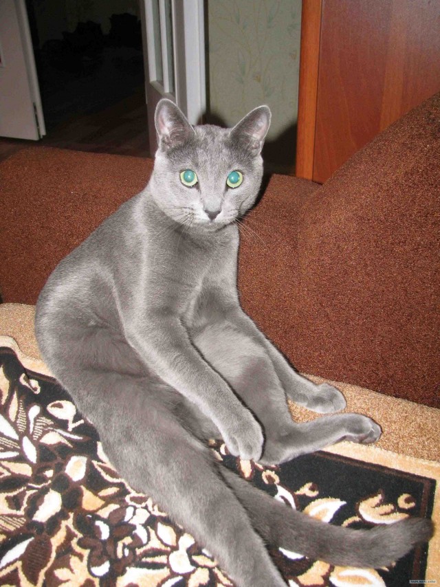 Котовторник (14.02.2012)