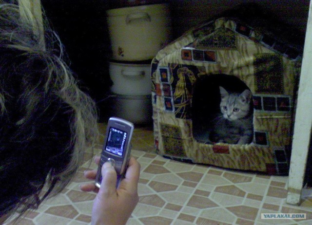 КОТОВТОРНИК (6.03.2012)