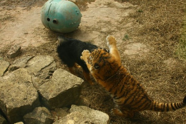 Тигр и его лучший друг