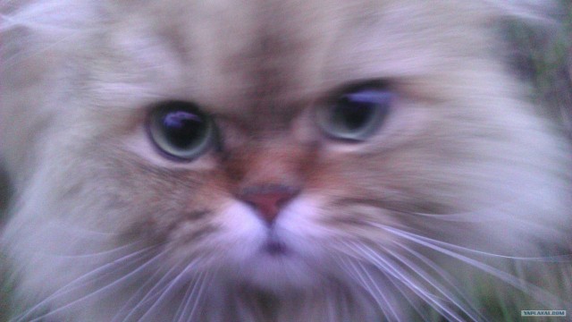 Котовторник   5.06.2012