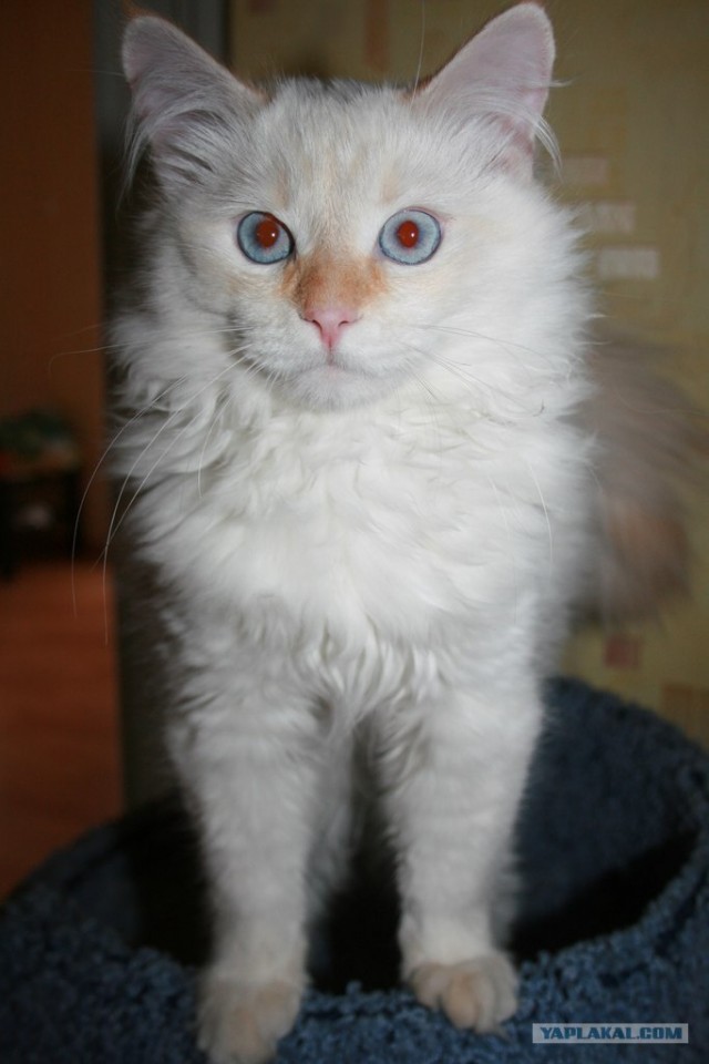 Котовторник на 26.06.12