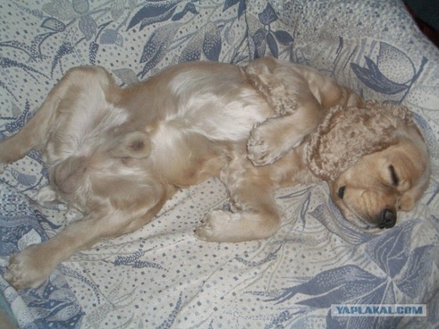 Собакочетверг 12.07.2012