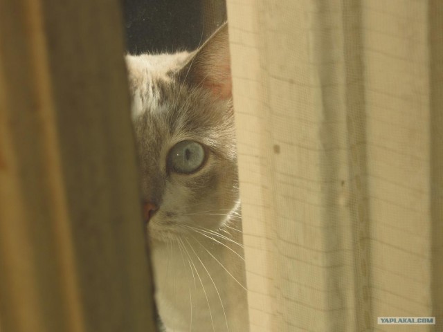 Котовторник 07.08.2012