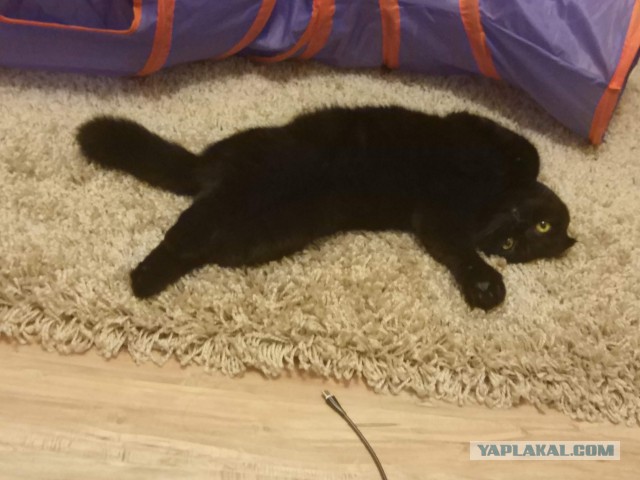 Котовторник 29.01.2019!
