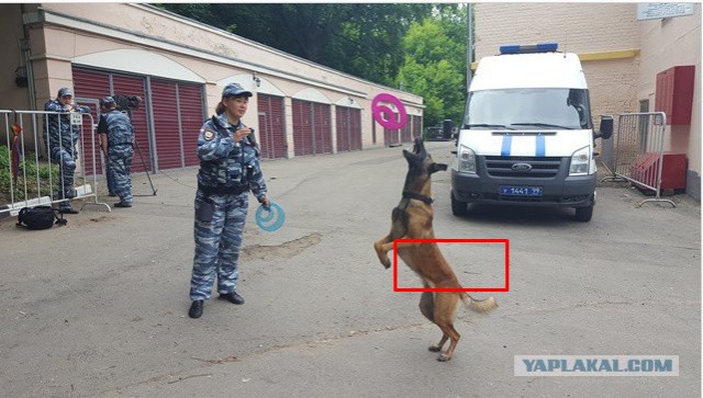 В Подмосковье бывший военный прокурор застрелил кинологическую собаку. И тут же придумал себе отмазку: перепутал с лисой