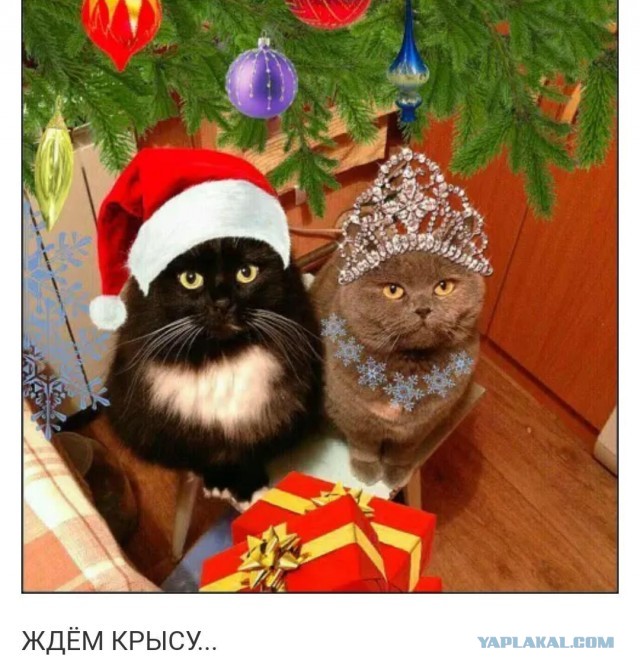 Юность цвета хаки