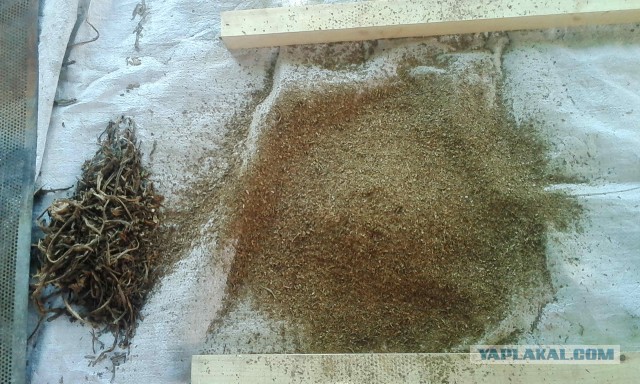 Откуда табак берется