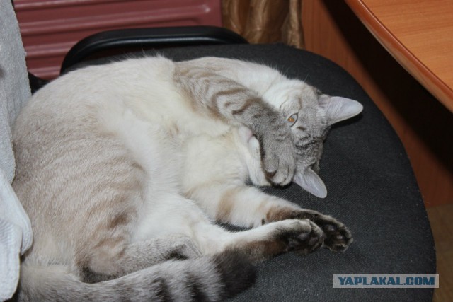 Котейка. Позитива пост. Эволюция?