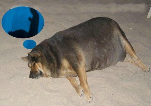 Фотожаба: О чем же думает собака?....