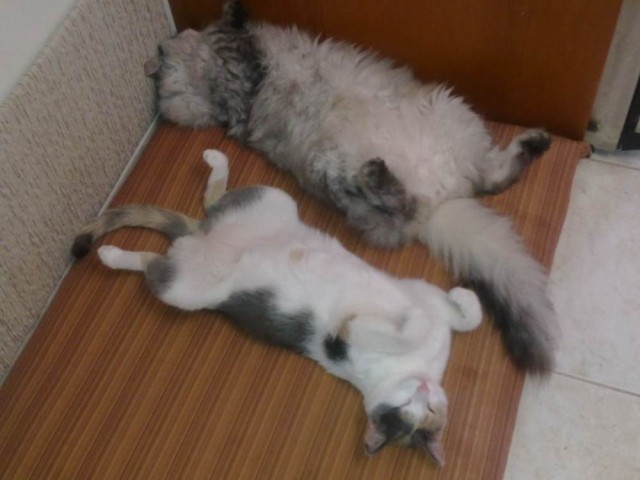 Коты, которые спят где попало и как попало