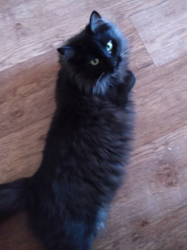 Котовторник?! Коты во вторник!