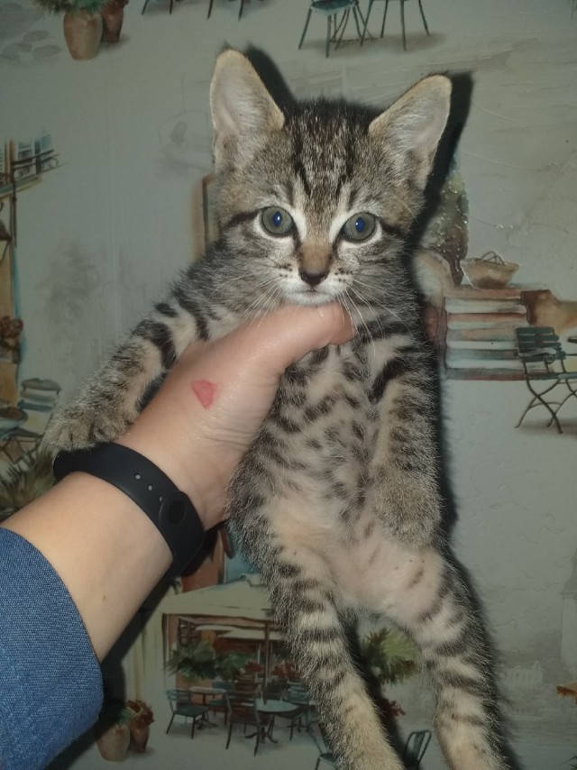 Эти забавные животные
