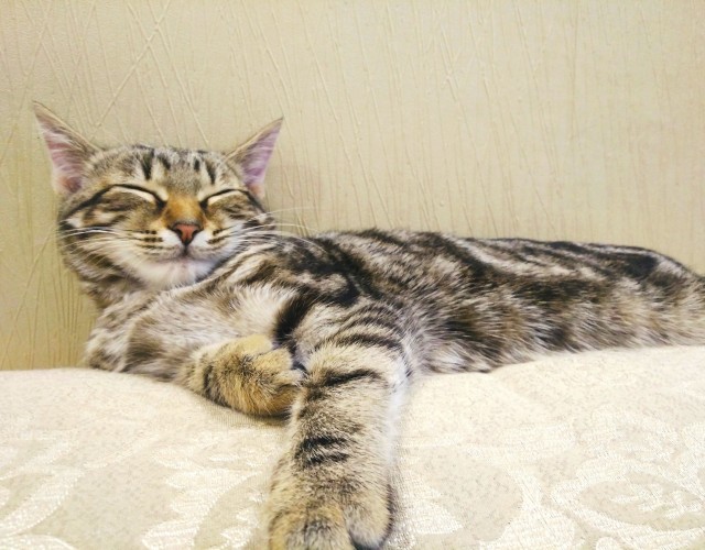 Котовторник 17.11.20
