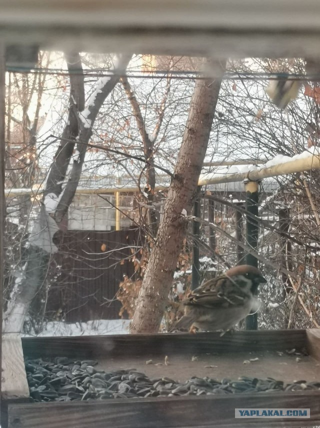 Почему в городах массово исчезают воробьи?