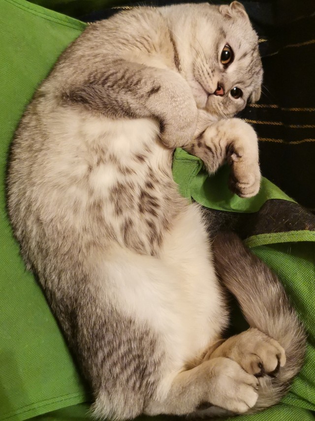 Хоба! Котовторник!