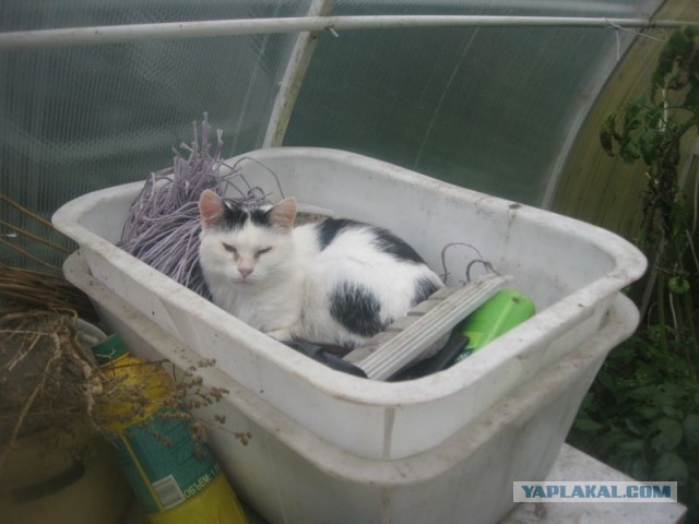 Жизнь домашнего приюта для котеек 362