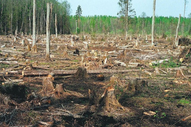 Смоленский СК завершает дело о крупнейшей в Европе вырубке леса