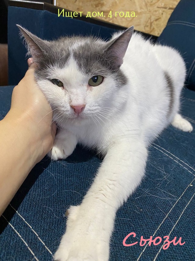 Жизнь домашнего приюта "Котоленд" 322