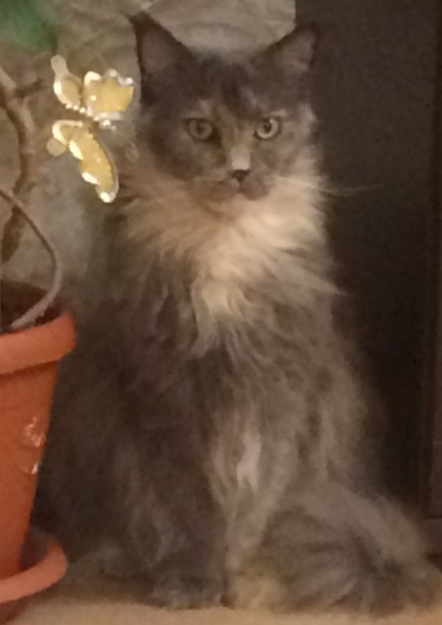Котовторник ведь начался!