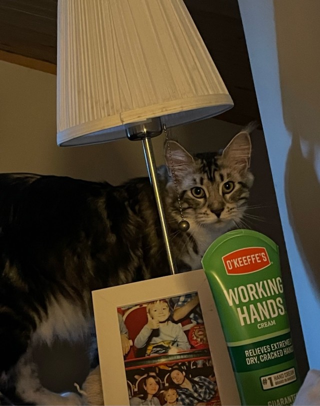 Ура! Котовторник.