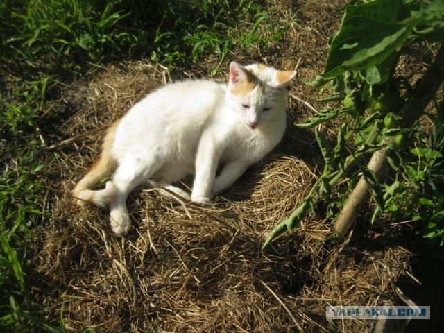 Жизнь домашнего приюта для котеек 403
