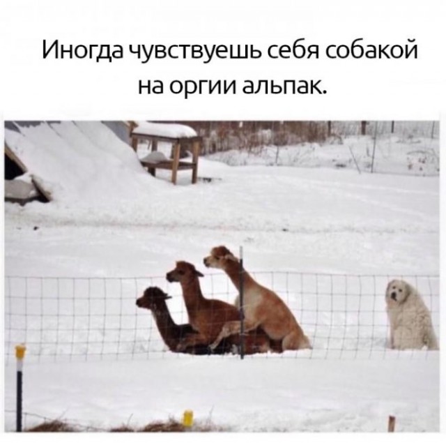Немного картинок для настроения - 119
