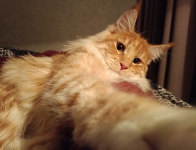 Кошка