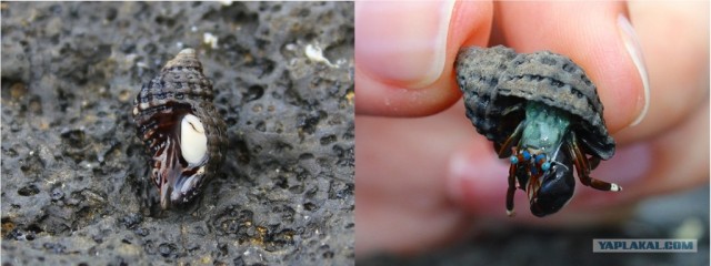 Путешествие на Гавайи