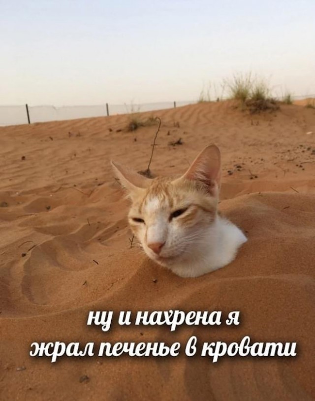Картинки и мемы для настроения - 123
