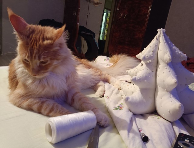 Кошка