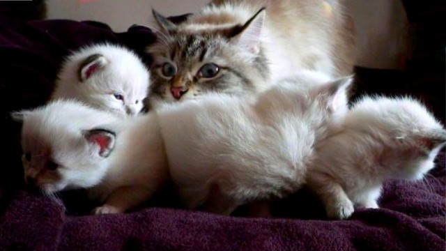 "Невыносимая радость материнства": мамы кошки, уставшие от котят